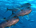   These jacks gave me interesting viewpoint when they swam overhead. overhead  